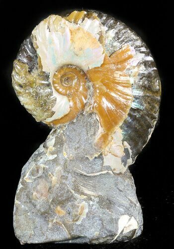 Displayable Hoploscaphites Ammonite - South Dakota #46876